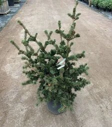 Саджанець ялини колючої Лакі Страйк ЗКС 15л h35-40