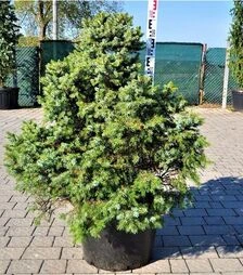 Саджанець ялини сербської Нана ЗКС 55л h80-100