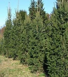 Саджанець ялини звичайної Купрессіна ЗКС  7,5л  h60-80