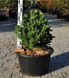 Саджанець ялини звичайної Томпа ЗКС 45л h40-50