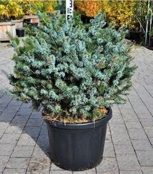 Саджанець ялини колючої Глаука Глобоса ЗКС 80л h60-80