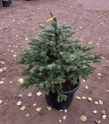 Саджанець ялини колючої Глаука Місті Блю ЗКС 65л h60-80