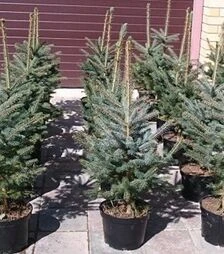 Саджанець ялини колючої Глаука Місті Блю ЗКС 65л h80-100