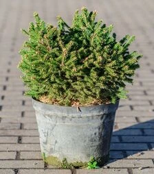 Саджанець ялини звичайної Пігмея ЗКС 15л h40-60