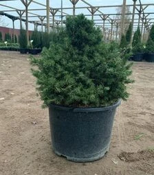 Саджанець ялини звичайної Томпа ЗКС 110л h40-60