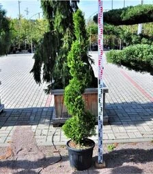 Саджанець купресоципариса (кипариса) Лейланда Кастлвеллан Голд Спіраль ЗКС 25л h120-140