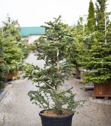 Саджанець ялиці кавказької (Нордмана) троянська ЗКС 80л h120-140