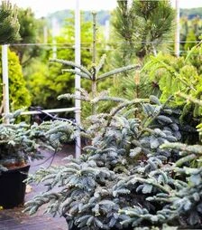 Саджанець ялиці високої Глаука ЗКС 55л h80-100