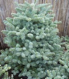 Саджанець ялиці корейської Блауер Пфіфф ЗКС 65л h125-150