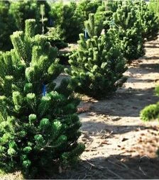 Саджанець сосни чорної Орегон Грін ЗКС 20л h80-100