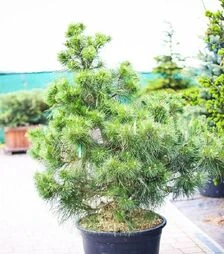 Саджанець сосни чорної ЗКС 80л h120-140
