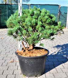 Саджанець сосни звичайної Ватерері Extra ЗКС 45л h100-140