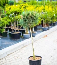 Саджанець сосни чорної Брепо на штамбі ЗКС 20л d30-40 sh90
