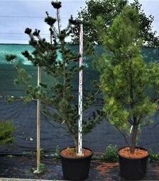 Саджанець сосни дрібноквіткової ДЕ ВР ЗКС 80л h220-240
