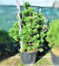 Саджанець сосни гачкуватої ЗКС 80л h80-100