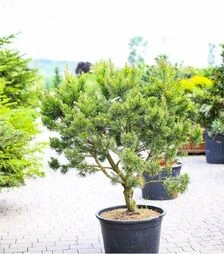 Саджанець сосни гірської Гном XXL на штамбі ЗКС 130л h130 sh20