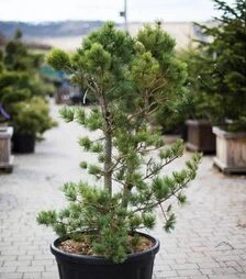 Саджанець сосни корейської Сілверей ЗКС 100л h100-125