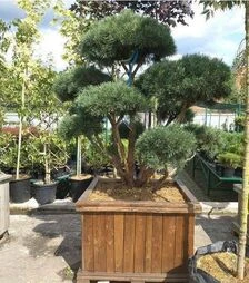 Саджанець сосни звичайної Ватерері бонсай ЗКС 80л h100-125