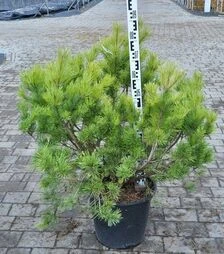 Саджанець сосни звичайної Ватерері ЗКС 110л h80-100 d60-80