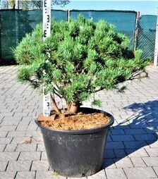 Саджанець сосни звичайної Ватерері ЗКС 130л h80-100