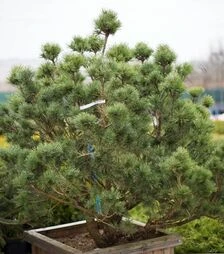 Саджанець сосни звичайної Ватерері ЗКС 300л h120-140