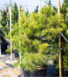 Саджанець сосни Валліха Нана ЗКС 100л h120-140