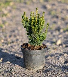 Саженец тиса среднего Хиллии ЗКС 3л