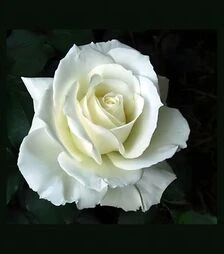 Саженец розы Соло Вайт (Solo White) ЗКС 2г