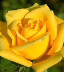 Саженец розы Соло Еллоу (Solo Yellow) ЗКС 2г