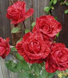 Саженец розы Ред Интуишн (Red Intuition) ЗКС 2г