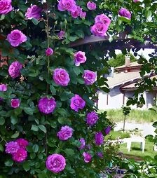 Саджанець троянди Віолет Парфум (Violette Parfume) ЗКС 2р