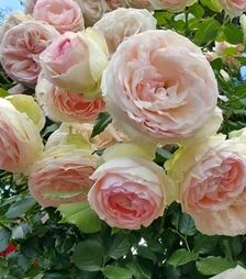 Саджанець троянди Еден Роуз (Eden Rose) ЗКС 2р