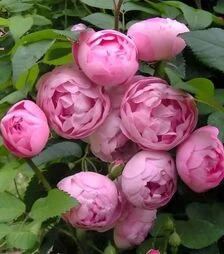 Саджанець троянди Морздаг Пінк (Morsdag Pink) ЗКС 2р