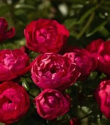 Саджанець троянди Морздаг Ред (Morsdag Red) ЗКС 2р