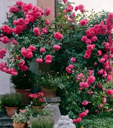 Саженец розы Розариум Ютерзен (Rosarium Uetersen) ЗКС 2г