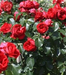 Саженец розы Ред Эден Роуз (Red Eden Rose) ЗКС 2г