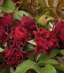 Саженец розы Кларет Пикси (Claret Pixie) ЗКС 2г