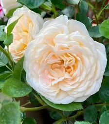 Саженец розы Крем Эбанденс (Cream Abundance) ЗКС 2г