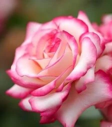 Саженец розы Свитхарт (Sweetheart) ЗКС 2г