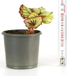 Кімнатна бегонія королівська Арбузик ЗКС 1р 0,2л