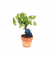 Саженец винограда Бонсай ЗКС 60л h50-60