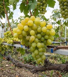 Саженец винограда Андрейчик ЗКС 2г 1,5л