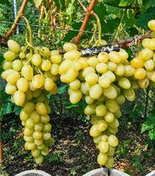 Саженец винограда Аркадия ЗКС 2г 1,5л