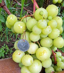 Саженец винограда Прима Украины ЗКС 2г 1,5л