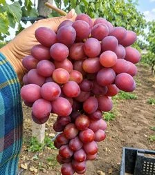 Саженец винограда Гурман ЗКС 2г 1,5л