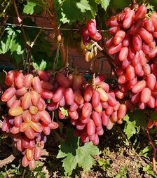 Саженец винограда Преображение ЗКС 2г 1,5л