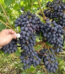 Саженец винограда Кодрянка ЗКС 2г 1,5л