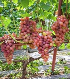 Саженец винограда София ЗКС 2г 1,5л