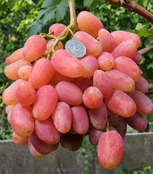 Саженец винограда Ксения ЗКС 2г 1,5л