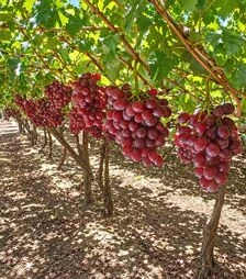 Саженец винограда Потомок Ризамата ЗКС 2г 1,5л